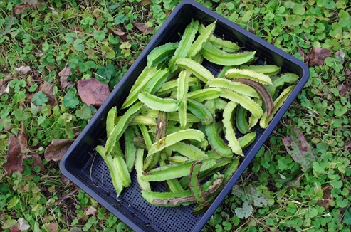 四角豆の種取り