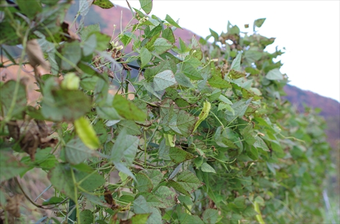 成長が止まった四角豆