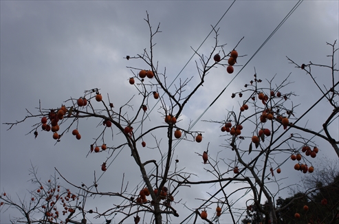 12月に入った柿の木