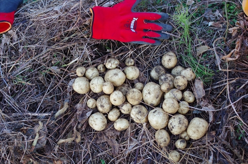 収穫した秋じゃが